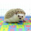 Small Animal zoele | Zoele Small Eva Foam Puzzle Floor Play Mat Pets Feeding Box Hamster African Pygmy Hedgehog Exercise Mat Playmat Gym Crawling Mats(Random Color)