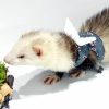 Small Animal HAICHEN TEC | Ferret Harness And Leash - Soft Mesh Small Pet Harness With Wings And Safe Bell, No Pull Comfort Padded Vest For Ferret, Guinea Pigs, Chinchilla And Similar Small Animals (Blue)