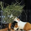 Small Animal GuineaLoft | Guinealoft Hay Feeder - The Ultimate Hay Feeder For Small Pets Like Guinea Pigs, Rabbits And Chinchillas. Designed & Made By Seasoned Owners Who Tried Everything Out There - Guinea Loft Exclusive