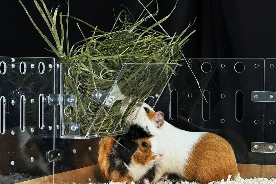 Small Animal GuineaLoft | Guinealoft Hay Feeder - The Ultimate Hay Feeder For Small Pets Like Guinea Pigs, Rabbits And Chinchillas. Designed & Made By Seasoned Owners Who Tried Everything Out There - Guinea Loft Exclusive