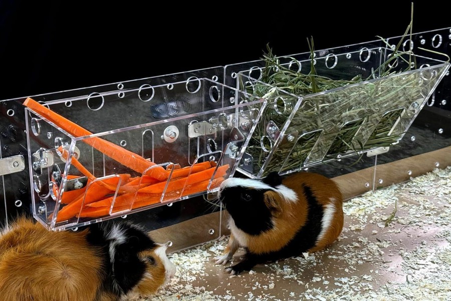 Small Animal GuineaLoft | Guinealoft Hay Feeder - The Ultimate Hay Feeder For Small Pets Like Guinea Pigs, Rabbits And Chinchillas. Designed & Made By Seasoned Owners Who Tried Everything Out There - Guinea Loft Exclusive