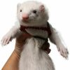 Small Animal FULUE | Fulue Ferret Vest Clothes Clothing,Ferret Accessories Kit Outfit