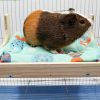 Small Animal Dnoifne | Guinea Pig Loft Bed With Little Pad, Wood Guinea Pig Habitat, Rat Nest House, Hamster Cage Accessory, Small Animal Sleeping Hammock Bed Hideout For Guinea Pig Hamster Hedgehog Rat Chinchilla Bunny